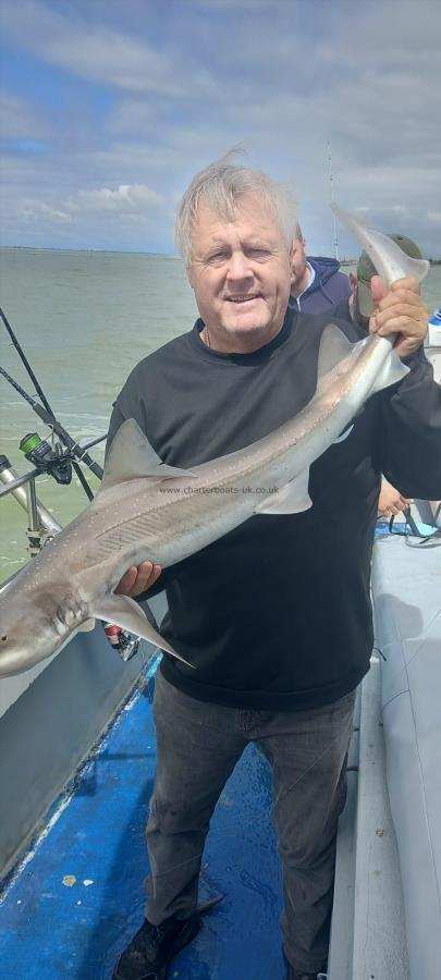 7 lb Smooth-hound by Unknown