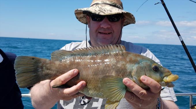 4 lb 2 oz Ballan Wrasse by John