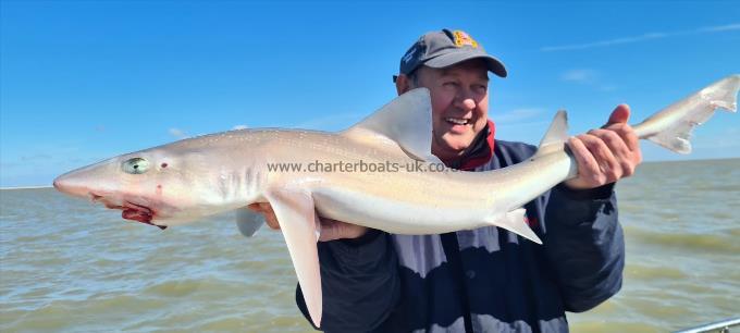 11 lb 8 oz Starry Smooth-hound by Unknown