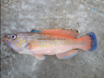 1 lb 8 oz Cuckoo Wrasse by Natasha's friends