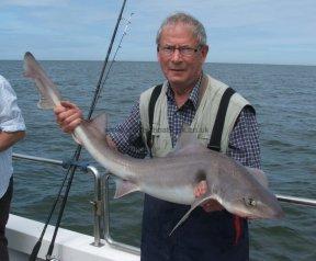 18 lb 8 oz Smooth-hound (Common) by Frank