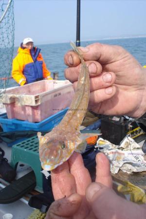 3 oz Common Dragonet by Tim