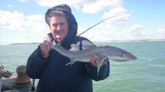 3 lb 6 oz Starry Smooth-hound by Jon from Kent