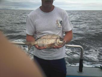 3 lb 4 oz Black Sea Bream by Unknown