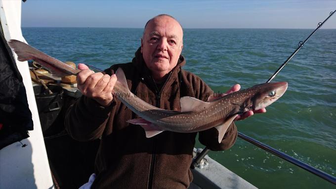 6 lb 4 oz Smooth-hound (Common) by Dennis from Essex