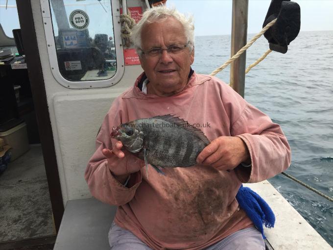 2 lb Black Sea Bream by Terry