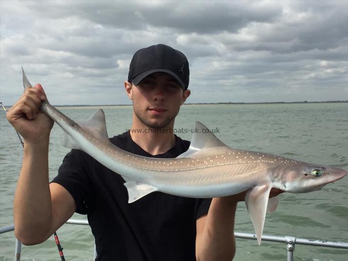 6 lb Starry Smooth-hound by Dan from ramsgate