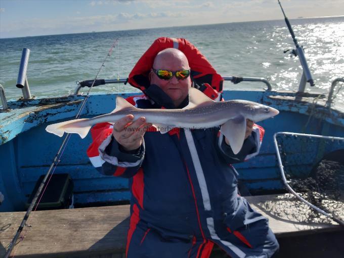 3 lb Smooth-hound (Common) by Darren