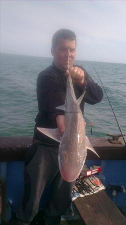 4 lb 6 oz Starry Smooth-hound by shane from faversham