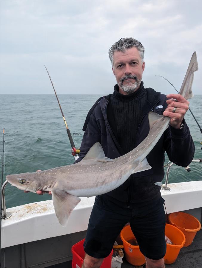 12 lb Starry Smooth-hound by Colin