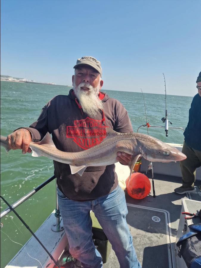 8 lb Smooth-hound (Common) by Rob