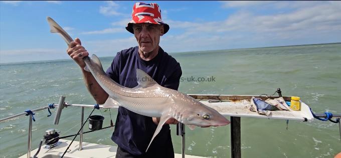 8 lb Starry Smooth-hound by Rick