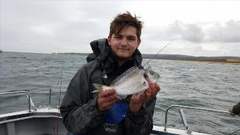 1 lb Gilt-head Sea Bream by Toby