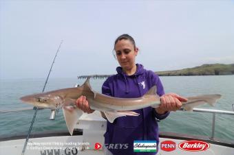 6 lb Starry Smooth-hound by Shelby