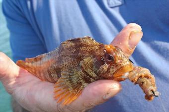 4 oz Tompot Blenny by Dave