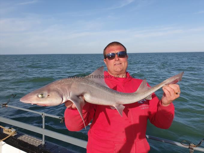 7 lb Starry Smooth-hound by Unknown