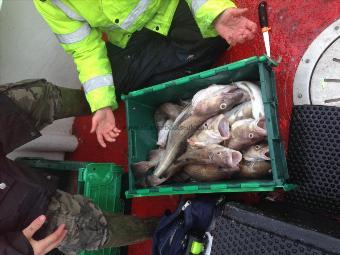 3 lb Cod by Unknown