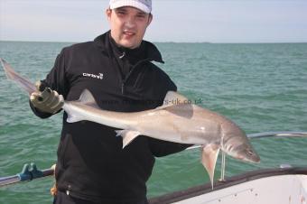 12 lb Starry Smooth-hound by Unknown