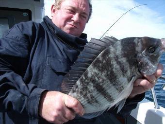 3 lb 12 oz Black Sea Bream by Unknown