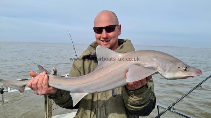 11 lb 6 oz Starry Smooth-hound by Harry