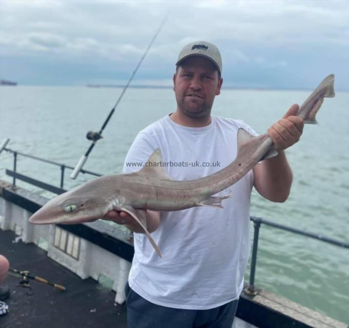 7 lb 5 oz Smooth-hound by Unknown