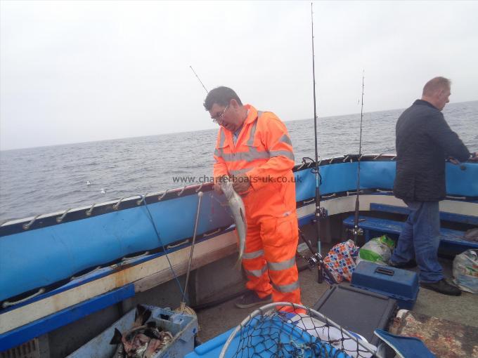 6 lb 8 oz Pollock by one of many caughgt by john