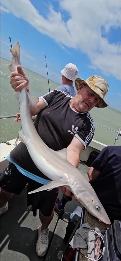 9 lb Starry Smooth-hound by Jim