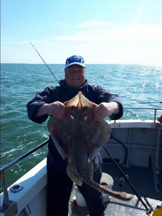 13 lb Undulate Ray by Unknown