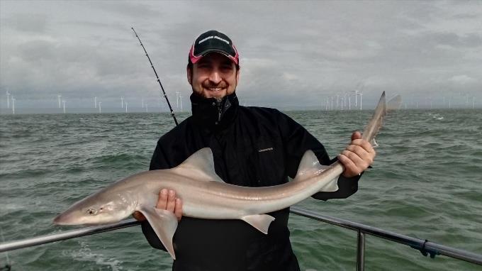 2 oz Smooth-hound by Unknown