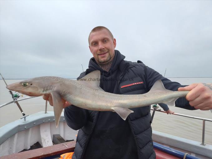 7 lb Smooth-hound by Nigel