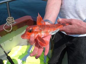 1 lb 2 oz Red Gurnard by a reluctant dave jones