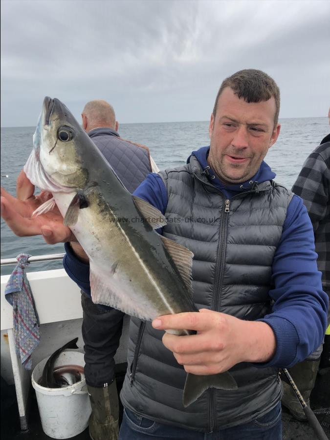 4 lb Coalfish (Coley/Saithe) by Unknown