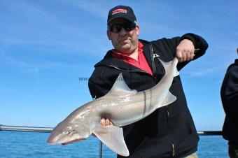 13 lb Starry Smooth-hound by Rob Field