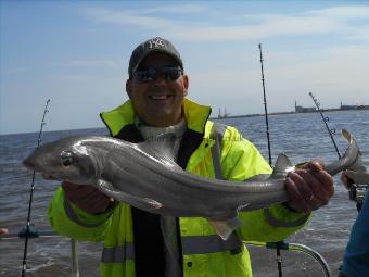 8 lb Smooth-hound (Common) by Jonsey