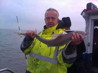 3 lb Starry Smooth-hound by chris cain