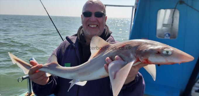 7 lb Starry Smooth-hound by Neal e