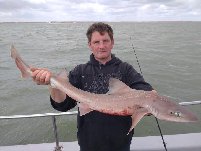 8 lb Starry Smooth-hound by David