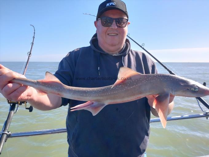 3 lb Starry Smooth-hound by Big nige