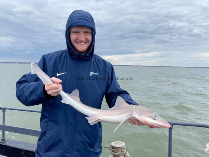 5 lb Smooth-hound (Common) by Unknown