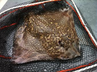 1 Kg Thornback Ray by Unknown