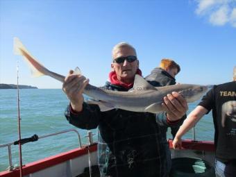 4 lb Starry Smooth-hound by Unknown