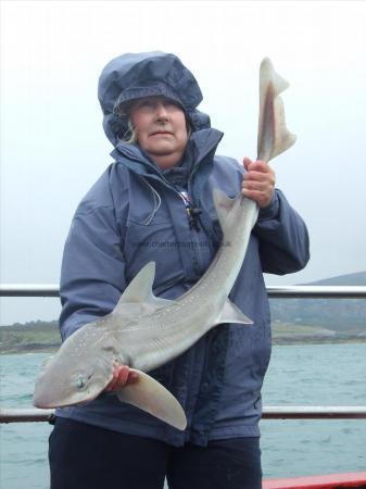 10 lb Starry Smooth-hound by Unknown