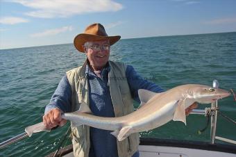 16 lb Starry Smooth-hound by Deano