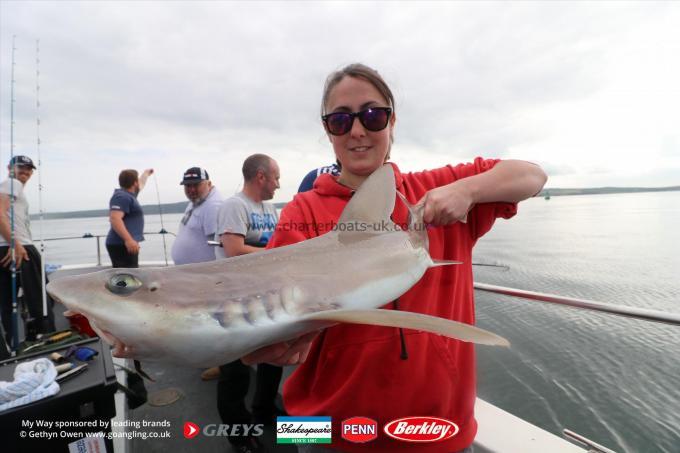 8 lb Starry Smooth-hound by Shelby