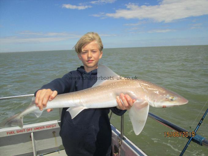 13 lb 5 oz Smooth-hound (Common) by Unknown