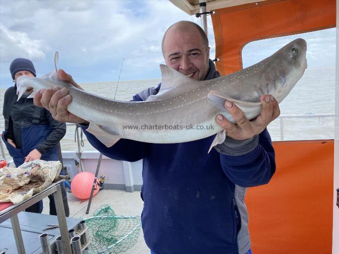 12 lb Starry Smooth-hound by Unknown