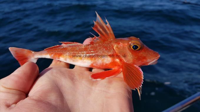 5 oz Red Gurnard by Matt (Skipper)