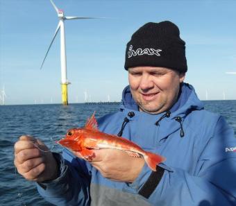 8 oz Red Gurnard by Bruce Hough