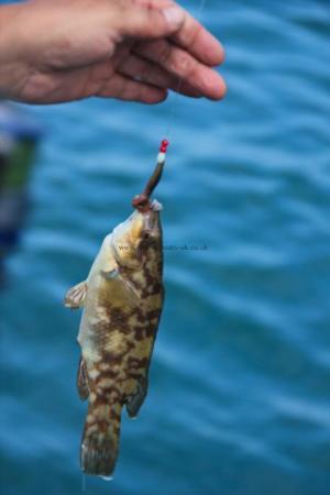 1 lb Ballan Wrasse by Martyn