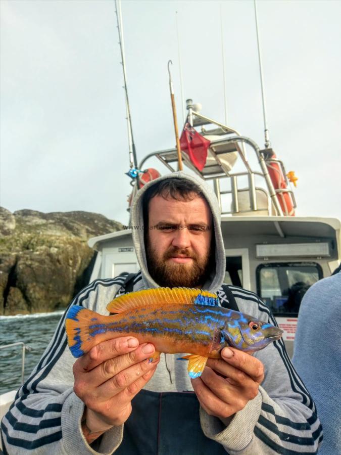 1 lb 10 oz Cuckoo Wrasse by Unknown